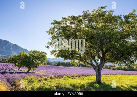 Francia, Drôme, Drôme provenzale, Saoû, alberi di noce in un campo di fiori di lavanda con le scogliere della Grand Pomerolle (1084 m) che confinano con le fores Foto Stock