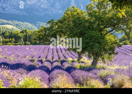 Francia, Drôme, Drôme provenzale, Saoû, noci in un campo di fiori di lavanda Foto Stock