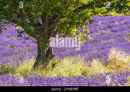 Francia, Drôme, Drôme provenzale, Saoû, noce in un campo di fiori di lavanda Foto Stock