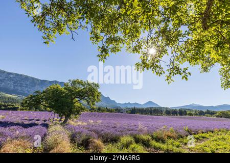 Francia, Drôme, Drôme provenzale, Saoû, alberi di noce in un campo di fiori di lavanda con le scogliere della Grand Pomerolle (1084 m) che confinano con le fores Foto Stock