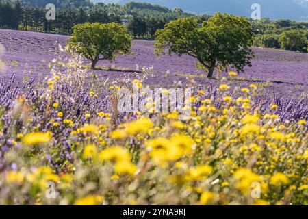 Francia, Drôme, Drôme provenzale, Saoû, noci in un campo di fiori di lavanda Foto Stock