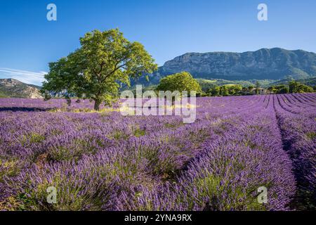 Francia, Drôme, Drôme provenzale, Saoû, alberi di noce in un campo di fiori di lavanda con le scogliere della Grand Pomerolle (1084 m) che confinano con le fores Foto Stock