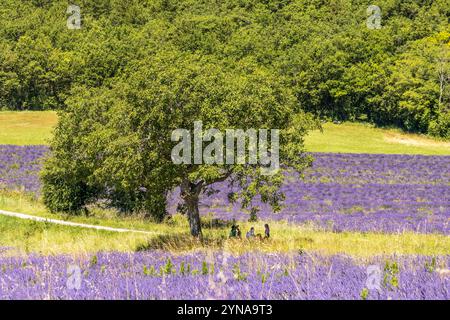 Francia, Drôme, Drôme provenzale, Saoû, picnic all'ombra di un albero di noce circondato da campi di lavanda in fiore Foto Stock