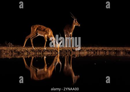 Kenya, Comunità Shompole, natura selvaggia Shompole, savana di arbusti secchi, Impala (Aepyceros melampus) , uomo adulto, vicino a uno stagno, di notte Foto Stock