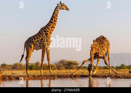 Kenya, comunità di Shompole, natura selvaggia di Shompole, paesaggio di savana arbustiva con giraffa Masai che beve da un pozzo d'acqua Foto Stock