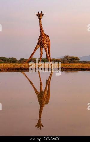 Kenya, comunità di Shompole, natura selvaggia di Shompole, paesaggio di savana arbustiva con giraffa Masai che beve da un pozzo d'acqua Foto Stock