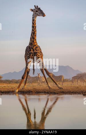 Kenya, comunità di Shompole, natura selvaggia di Shompole, paesaggio di savana arbustiva con giraffa Masai che beve da un pozzo d'acqua Foto Stock