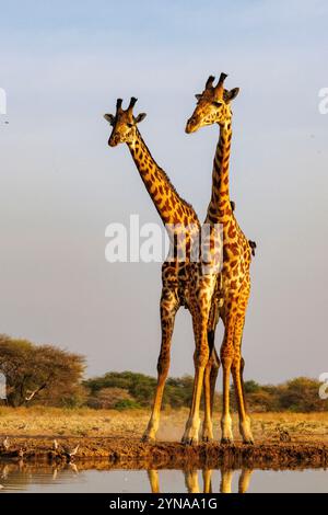 Kenya, comunità di Shompole, natura selvaggia di Shompole, paesaggio di savana arbustiva con giraffa Masai che beve da un pozzo d'acqua Foto Stock