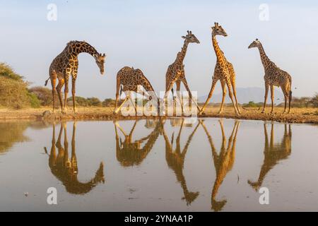 Kenya, comunità di Shompole, natura selvaggia di Shompole, paesaggio di savana arbustiva con giraffa Masai che beve da un pozzo d'acqua Foto Stock