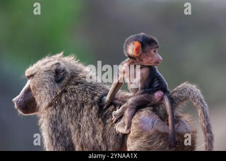 Kenya, comunità di Shompole, natura selvaggia di Shompole, babbuino di Olive (Papio anubis), bere da un pozzo d'acqua, madre che porta un bambino sulla schiena Foto Stock