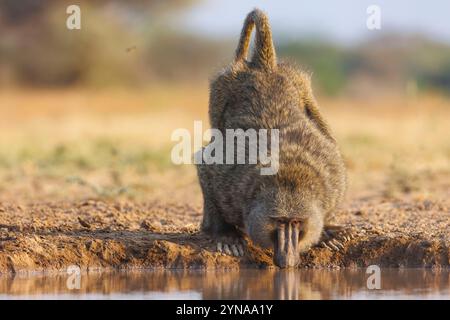 Kenya, comunità di Shompole, natura selvaggia di Shompole, babbuino di Olive (Papio anubis), bere da un pozzo d'acqua Foto Stock