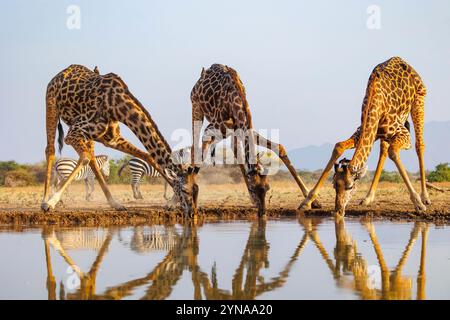 Kenya, comunità di Shompole, natura selvaggia di Shompole, paesaggio di savana arbustiva con giraffa Masai che beve da un pozzo d'acqua Foto Stock