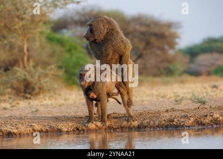 Kenya, comunità di Shompole, natura selvaggia di Shompole, babbuino di Olive (Papio anubis), accoppiato vicino a un pozzo d'acqua Foto Stock