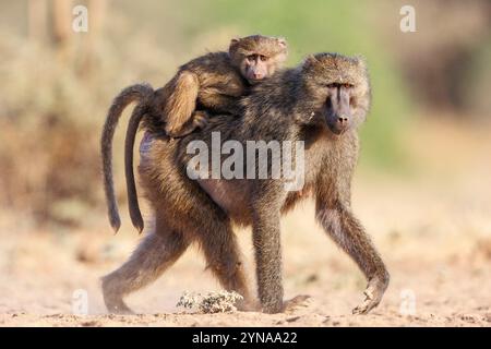 Kenya, comunità di Shompole, natura selvaggia di Shompole, babbuino d'oliva (Papio anubis), bere da un pozzo d'acqua, bambino sul dorso Foto Stock