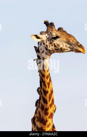 Kenya, comunità di Shompole, natura selvaggia di Shompole, paesaggio di savana arbustiva con giraffa Masai che beve da un pozzo d'acqua Foto Stock