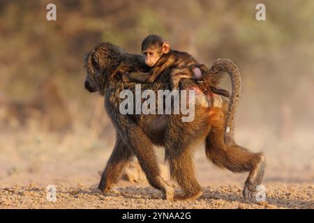 Kenya, comunità di Shompole, natura selvaggia di Shompole, babbuino di Olive (Papio anubis), bere da un pozzo d'acqua Foto Stock