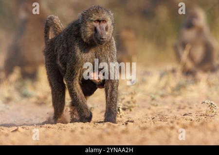 Kenya, Comunità di Shompole, natura selvaggia di Shompole, Baboon di Olive (Papio anubis), nella savana, bambino aggrappato alla pancia della madre Foto Stock