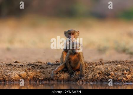 Kenya, comunità di Shompole, natura selvaggia di Shompole, babbuino di Olive (Papio anubis), bere da un pozzo d'acqua Foto Stock