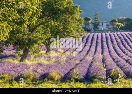 Francia, Drôme, Drôme provenzale, Saoû, noci in un campo di fiori di lavanda Foto Stock