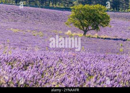 Francia, Drôme, Drôme provenzale, Saoû, noce in un campo di fiori di lavanda Foto Stock