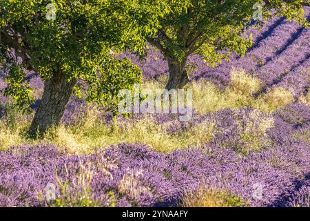 Francia, Drôme, Drôme provenzale, Saoû, noci in un campo di fiori di lavanda Foto Stock