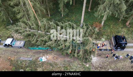 Wolfshagen, Germania. 25 novembre 2024. Un grande abete rosso abbattuto è caricato nei monti Harz vicino all'ufficio forestale di Seesen del Niedersächsische Landesforsten (vista aerea con drone). L'abete rosso XXL con un'altezza di 26 metri viene trasportato a Berlino con mezzi pesanti e poi sistemato di fronte al Platz der Republik presso l'edificio del Reichstag. Credito: Julian Stratenschulte/dpa/Alamy Live News Foto Stock