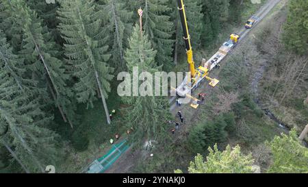 Wolfshagen, Germania. 25 novembre 2024. Un grande abete rosso abbattuto è caricato nei monti Harz vicino all'ufficio forestale di Seesen del Niedersächsische Landesforsten (vista aerea con drone). L'abete rosso XXL con un'altezza di 26 metri viene trasportato a Berlino con mezzi pesanti e poi sistemato di fronte al Platz der Republik presso l'edificio del Reichstag. Credito: Julian Stratenschulte/dpa/Alamy Live News Foto Stock