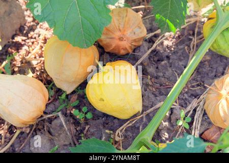 Physalis cresce nel giardino di cottage. Bacche di Physalis in agricoltura. I frutti sono sferici o conici appiattiti. Coltivare ciliegie invernali nei terreni agricoli Foto Stock