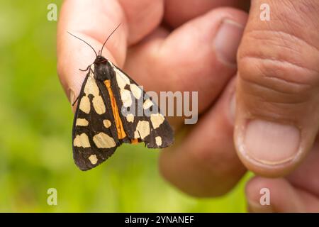 Tiger Moth (Arctia villica) in mano. Sussex, Regno Unito. Foto Stock