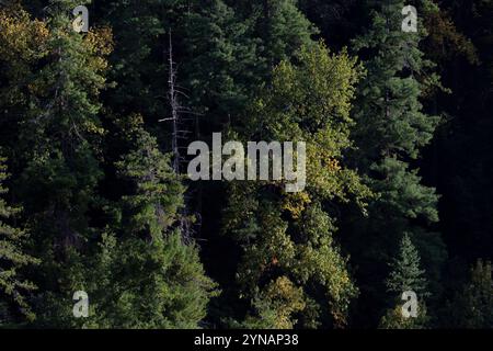 Una lussureggiante foresta verde in Bhutan. La fitta tettoia di alti alberi di conifere crea una splendida scena naturale. Foto Stock