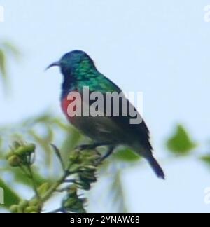 Uccello da sole con ciottoli (Cinnyris chloropygius) Foto Stock