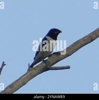 Magpie Mannikin (Spermestes fringilloides) Foto Stock