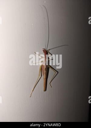 Cricket a due macchie (Neoxabea bipunctata) Foto Stock