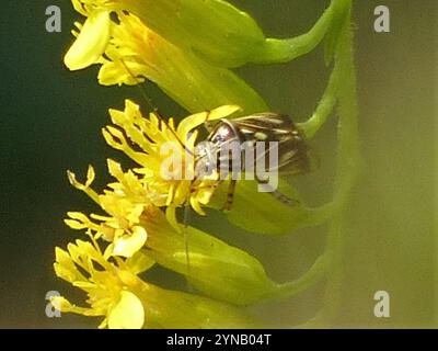 Insetto vegetale martellato nordamericano (Lygus lineolaris) Foto Stock