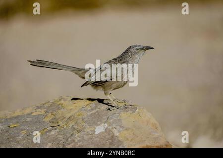 Arabian Babbler (Turdoides squamiceps) ثرثارة عربية è un uccello passerino appartenente al genere Turdoides, un genere di Babblers del Vecchio mondo. Israele, Negev Foto Stock