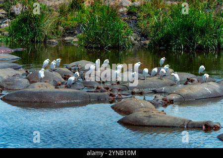 hippopotamus (Hippopotamus amphibius) in una pozza d'acqua. Anche se questi animali sono gregari e spesso vivono in grandi gruppi, non sono molto sociali ani Foto Stock