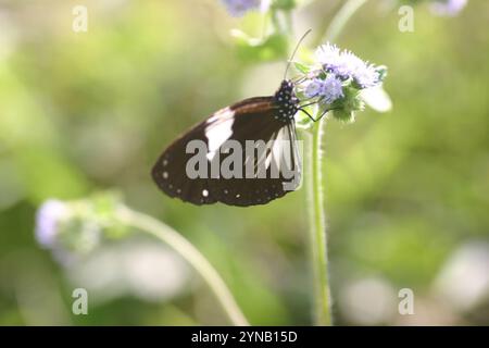 Farfalla del corvo Magpie (Euploea radamanthus) Foto Stock