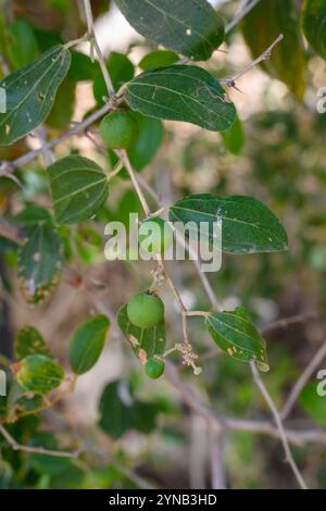 Lo Ziziphus spina-christi, noto come il giuggibo di Cristo, è un albero o pianta sempreverde originario del Levante, dell'Africa orientale e della Mesopotamia. Frutta AN Foto Stock