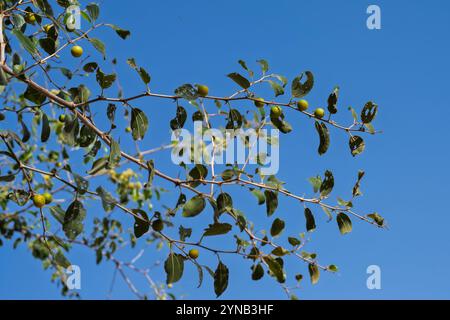 Lo Ziziphus spina-christi, noto come il giuggibo di Cristo, è un albero o pianta sempreverde originario del Levante, dell'Africa orientale e della Mesopotamia. Frutta AN Foto Stock