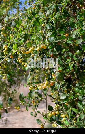 Lo Ziziphus spina-christi, noto come il giuggibo di Cristo, è un albero o pianta sempreverde originario del Levante, dell'Africa orientale e della Mesopotamia. Frutta AN Foto Stock