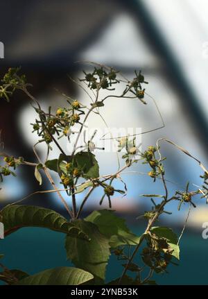 Mosto di San Paolo orientale (Sigesbeckia orientalis) Foto Stock