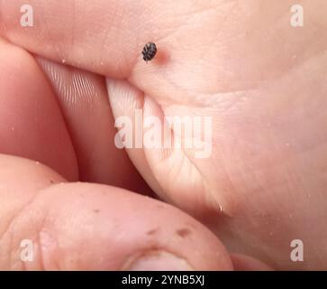 Scarabeo australiano (Anthrenocerus australis) Foto Stock