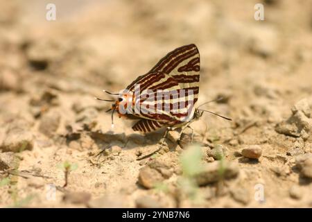 Farfalla del corvo Magpie (Euploea radamanthus) Foto Stock