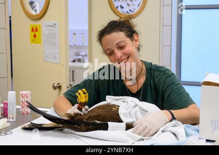 Chirurgo veterinario e assistenza infermieristica stanno operando su un'aquila maculata minore ferita (Clanga pomarina) عقاب سعفاء صغرى che era illegalmente e crudelmente sh Foto Stock