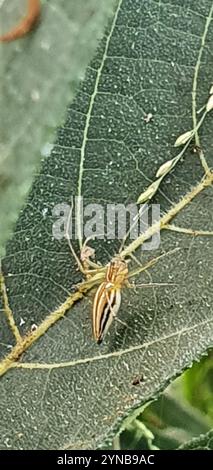 Linex Spider magro (Oxyopes macilentus) Foto Stock