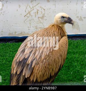 Primo piano della testa, dell'occhio e del becco di un griffon eurasiatico (Gyps fulvus) نسر أسمر durante il ricovero in ospedale a causa di avvelenamento da cibo fotografato al Foto Stock