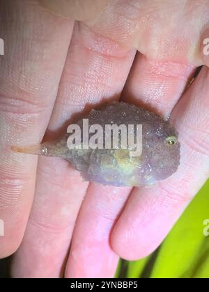 Pacific Spiny Lumpsucker (Eumicrotremus orbis) Foto Stock