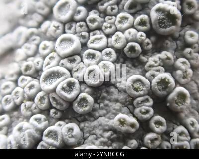 Lichene di Rim (Lecanora carpinea) Foto Stock