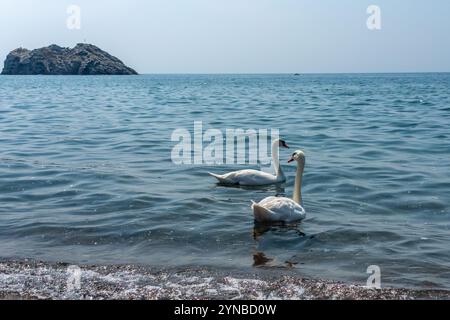 Un paio di cigni che nuotano nel mare fotografati sulla spiaggia di Skala Eresou, sull'isola di Lesbo, sulla Grecia Lesbo o Lesbo è un'isola greca situata nel northe Foto Stock