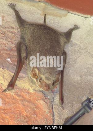 Pipistrello mauriziano (Taphozous mauritianus) Foto Stock